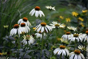 Napimádó növények - 5 virág, ami jól tűri a hőséget