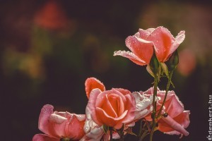 Szabadgyökeres rózsatövek ültetése: itt a lista, mire kell figyelni