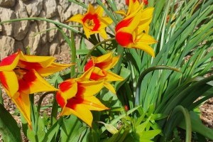 Mit kell tenni az elvirágzott tulipánnal?