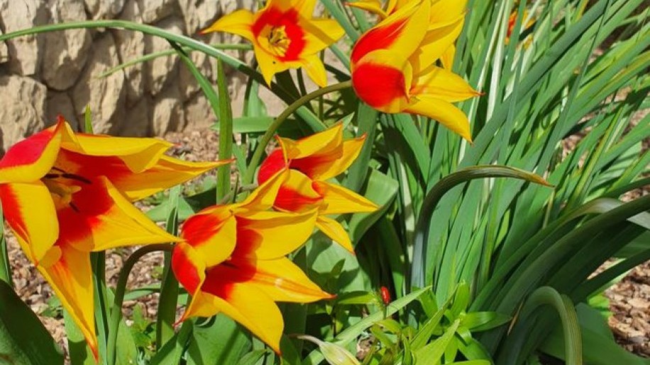 Mit kell tenni az elvirágzott tulipánnal?