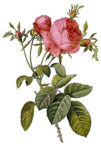 rosa-centifolia-rozsa-akvarell