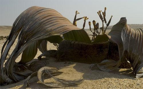 welwitschia-mirabilis