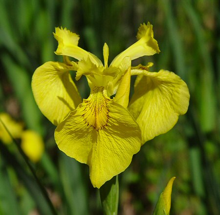 Iris Hispanica