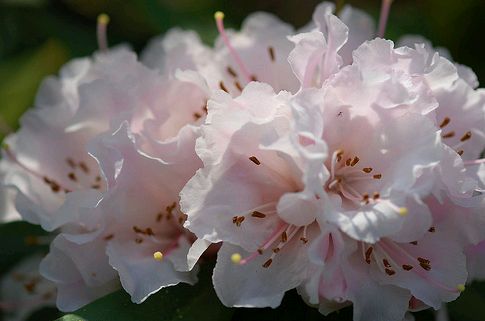 rhodedendron