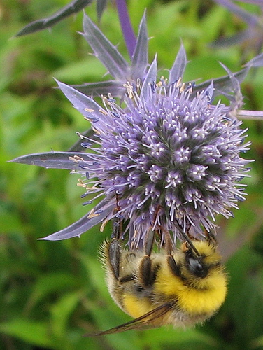 Kék iringó, Eryngium planum