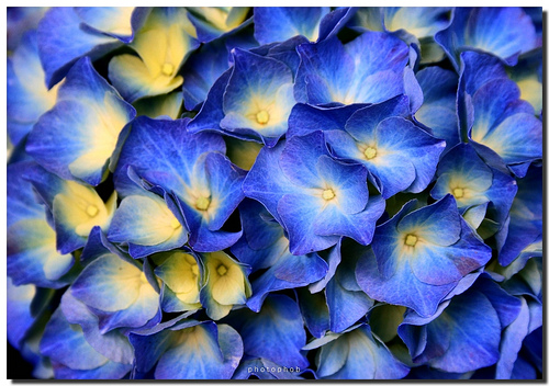 Hydrangea macrophylla