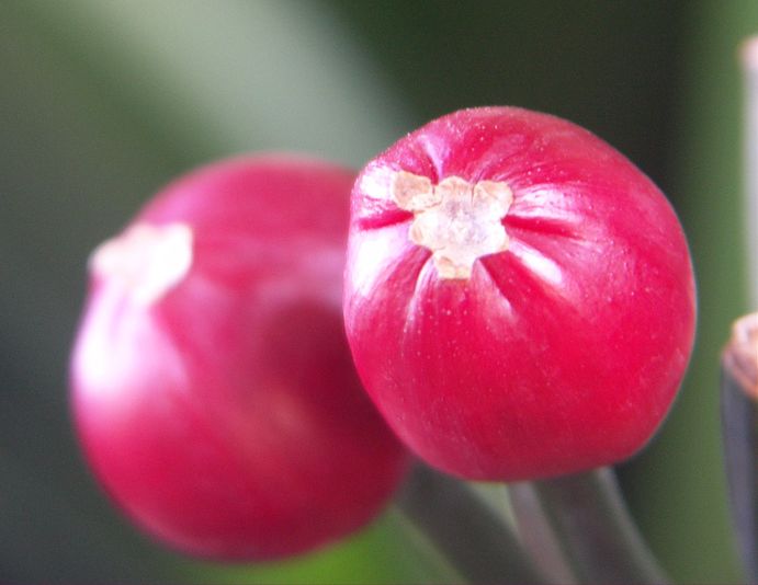 Klivia - a mindenttűrő virág