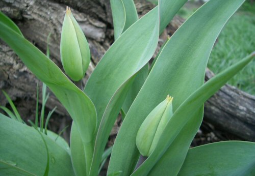 LAST MINUTE: most ültess tulipánt, jácintot, nárciszt!