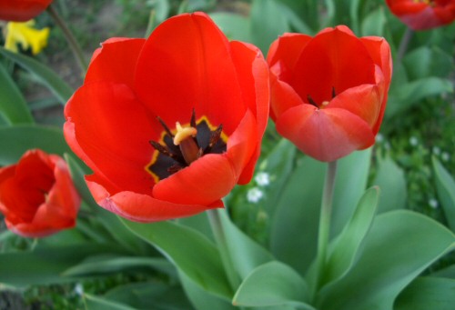 LAST MINUTE: most ültess tulipánt, jácintot, nárciszt!