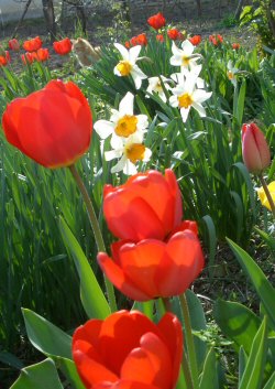 LAST MINUTE: most ültess tulipánt, jácintot, nárciszt!