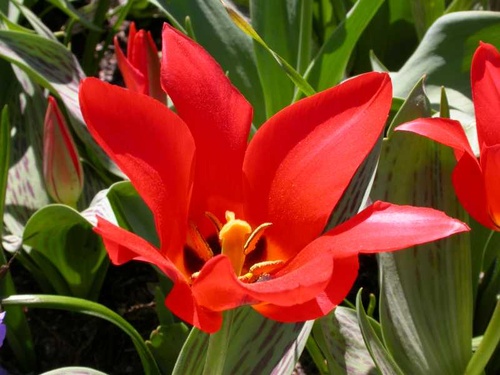 tulipa-greigii-piroska-tulipán