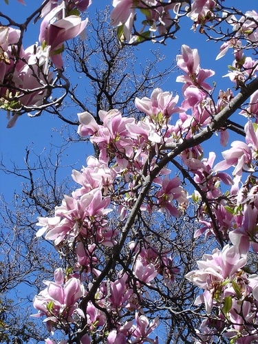 magnolis-soulangiana