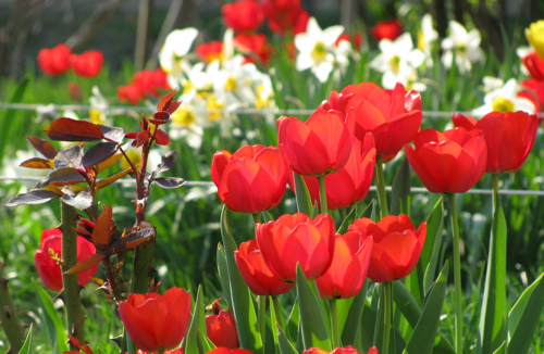 Teendőink tulipánnyílás után