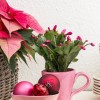 Milyen növények illenek a karácsonyi hangulathoz? Ünnepi dekoráció szobanövényekkel