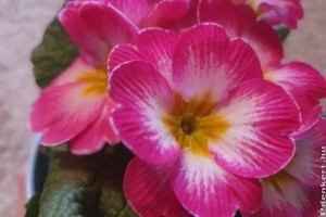 Primula: ha ezeket a tanácsokat megfogadod, sokáig hozza a virágokat
