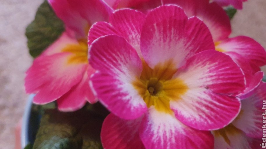 Primula: ha ezeket a tanácsokat megfogadod, sokáig hozza a virágokat