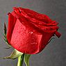Mi a vágott rózsa hosszú életének titka?