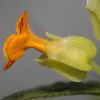 Hogyan neveljük a Chrysothemis virágot?