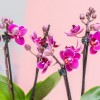 Mik az orchideák nevelésének titkai?