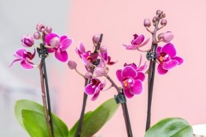 Mik az orchideák nevelésének titkai?