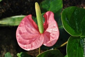 Flamingóvirág (Anthurium): ha így gondozod, gyönyörű lesz!