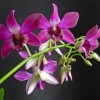 Hogyan gondozzuk a Dendrobium orchideákat?