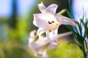 Mit tegyünk, hogy a húsvéti liliomunk ismét virágozzon? - 1 rész