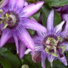 Golgotavirág (Passiflora incarnata L.) - A természetes nyugtató