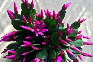 Karácsonyi kaktusz - ezt tedd, hogy karácsonykor tele legyen virággal