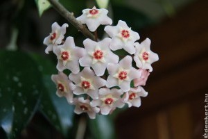 Viaszvirág: imád szenvedni, sanyargatás után virágzik