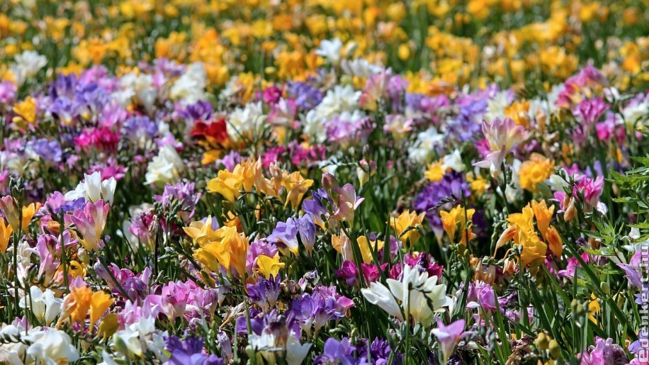 Ezek a gyönyörű virágok nyílnak májusban