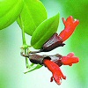 Szégyenlősvirág (Aeschynanthus lobbianus)