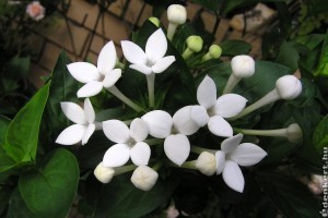 Kényes növény a Bouvard-virág (Bouvardia)