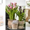 Top 10 virágos szobanövény