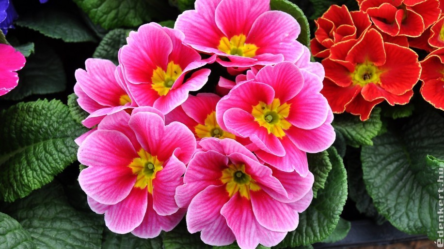 Primula, az egyik legnépszerűbb virág Valentin-napra és nőnapra