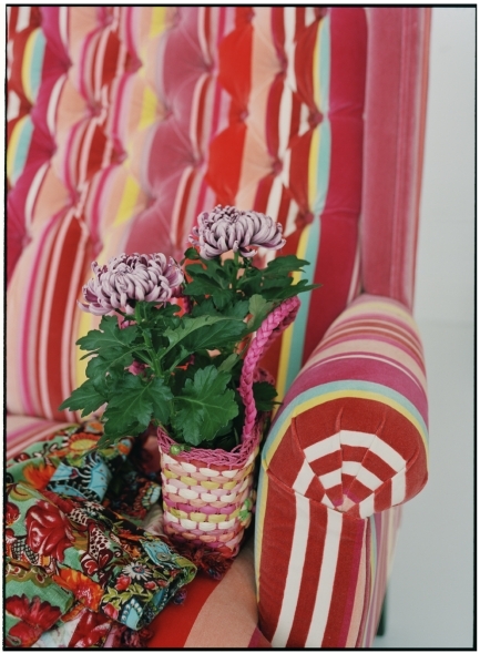 A Díva színre lép - avagy bemutatjuk szeptember szobanövényét