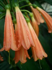 clivia-miniata