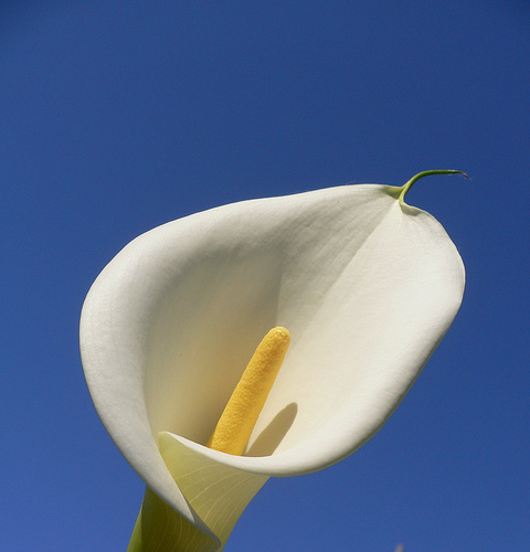 kála -Zantedeschia aethiopica