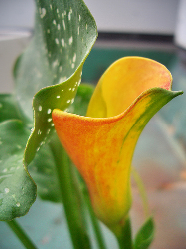 Zantedeschia albomaculata