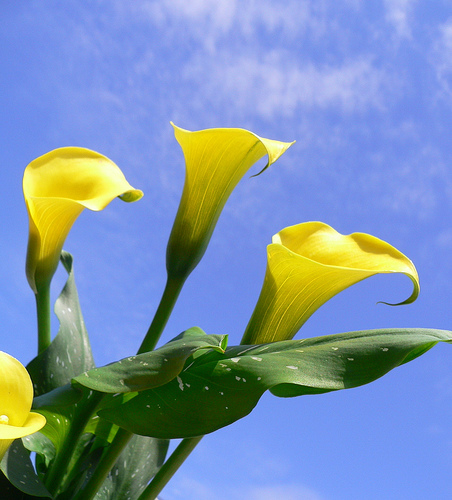 Zantedeschia elliottiana