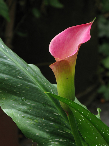 Zantedeschia rehmanii