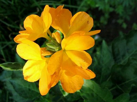 Crossandra infundibuliformis