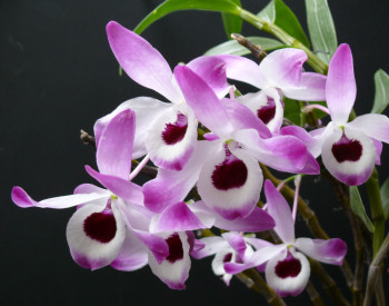 Főnemesi hóbort az orchideatartás?