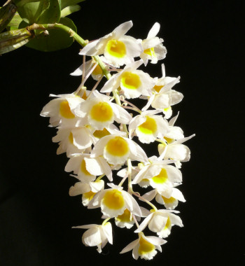 Főnemesi hóbort az orchideatartás?