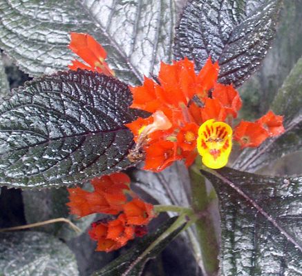 Chrysothemis virág