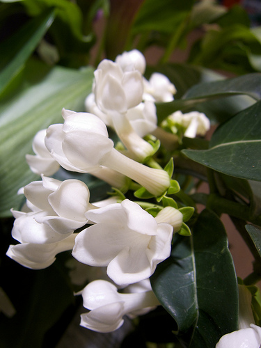 Koszorúfutóka Stephanotis floribunda