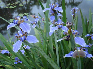 iridaceae