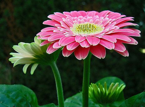 gerbera milyen paraziták