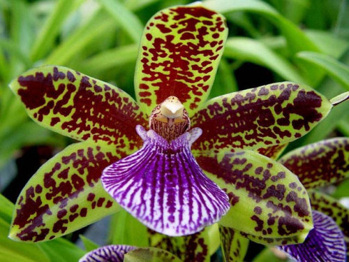 Orchidea gyorstalpaló: mit kezdjünk a Zygopetalum fajokkal?