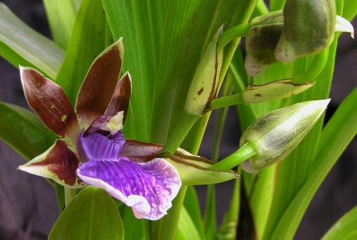 Orchidea gyorstalpaló: mit kezdjünk a Zygopetalum fajokkal?